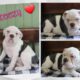 Breezy Female IOEBA Olde English Bulldogge
