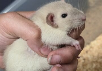 Dumbo Eared Siamese and Cream Rats – 6 Weeks Old