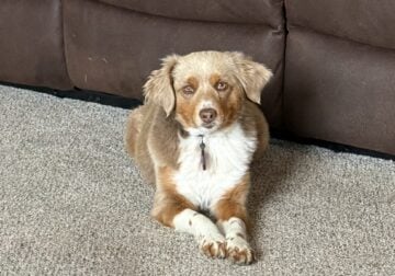 6yr old Toy Aussie