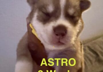 Astro- Siberian Husky