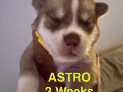 Astro- Siberian Husky