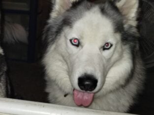 Re-homing 2 year old male husky
