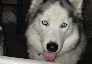 Re-homing 2 year old male husky