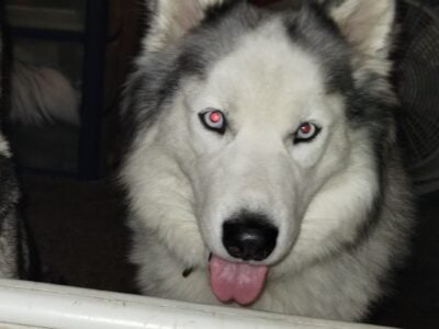 Re-homing 2 year old male husky