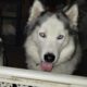 Re-homing 2 year old male husky