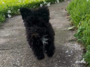 Tiny Female F1b Yorkidoodle