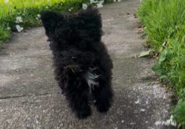 Tiny Female F1b Yorkidoodle
