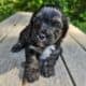Maltipoo liter