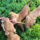 Free pups