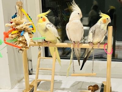 Bird sitter or bird boarding! I take care