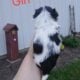Shihtzu boys and girls all black and white