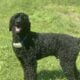 Standard Poodle