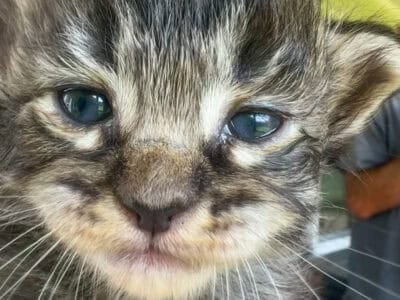 Ragdoll/Maine Coon Mix Kittens