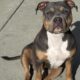 Triple Registered American Bully Puppies