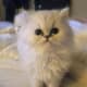 Beautiful Chinchilla Persian Kittens