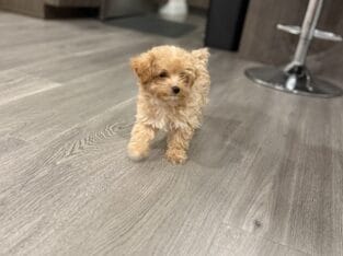 Toy poodle