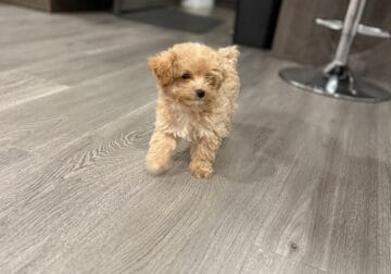 Toy poodle