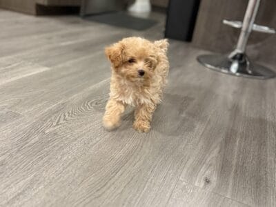 Toy poodle