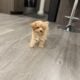 Toy poodle