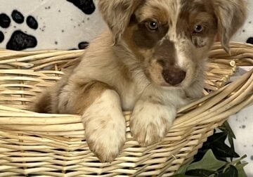 AKC / ASCA Australian Shepherd Puppies