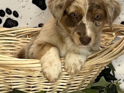 AKC / ASCA Australian Shepherd Puppies