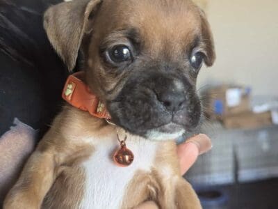 Boxer boy 4