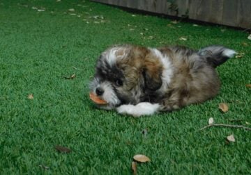 Male Pomapoo puppy looking for new home
