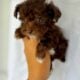 Toy poodles