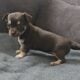 Purebred Chihuhua females