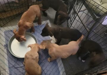 Bully Puppies Ready for Homes!