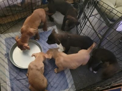 Bully Puppies Ready for Homes!