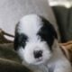 Saint Berdoodle Puppies