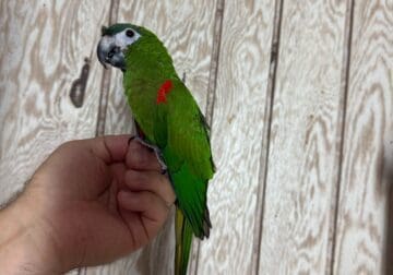 Hanhs Macaw (female)