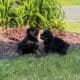 Rottweiler Puppies