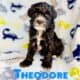 Toy poodles