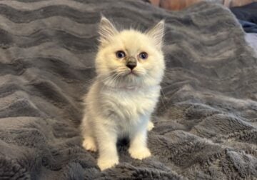 Bianca – Blue Point Ragdoll Kitten