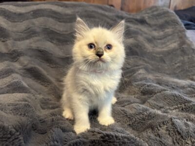 Bianca – Blue Point Ragdoll Kitten