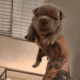 American (micro) bullies