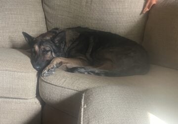 Male German Shepherd