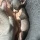 sphynx kittens for sale