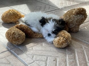 Adorable, Easter born, Shi-Poms, hobby breeder