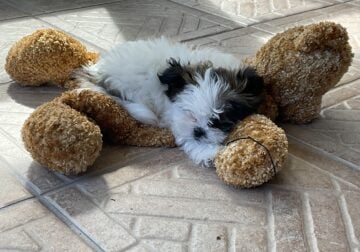 Adorable Shi-Poms, (they go fast)