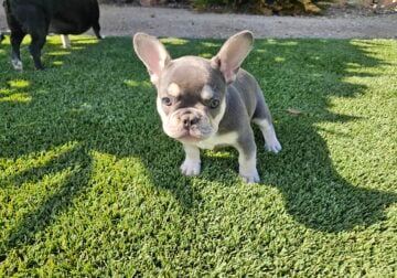 AKC French Bulldog