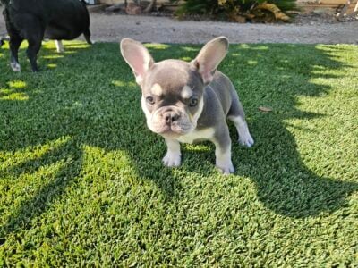 AKC French Bulldog