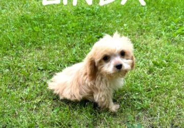 Linda Female Cavapoo Puppy