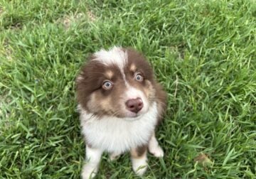 For sale Australian shepherd – Red TRI Female