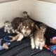 Female Alaskan Malamutes (8 weeks old)