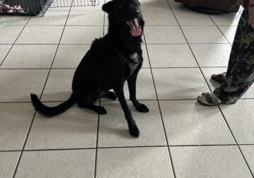 Black German Shepherd