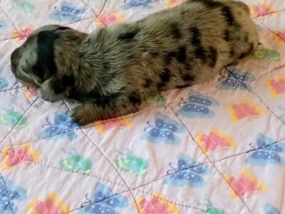 AKC Miniature Isabella/Dapple Dachshund Puppy