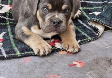 American Bully